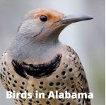 What Birds Eat Suet? Species and Feeding Tips