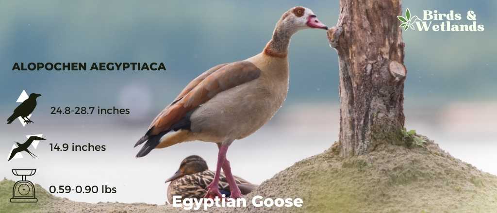 Egyptian Goose (Alopochen aegyptiaca)