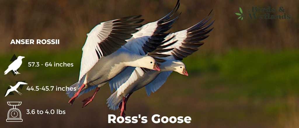 Ross’s Goose (Anser Rossii)