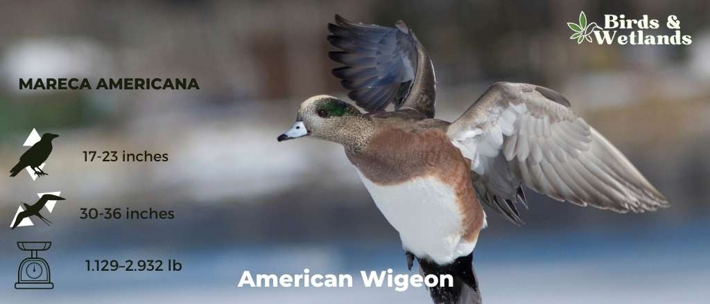American Wigeon (Mareca americana)
