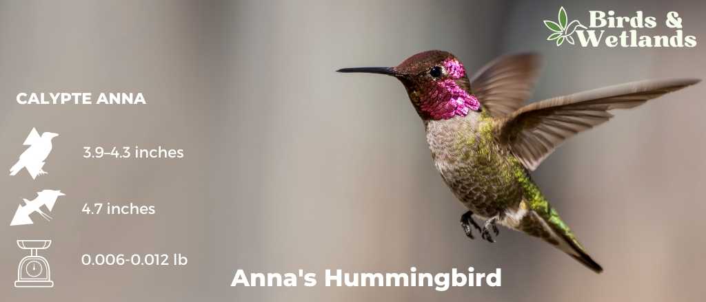 Cleaning Hummingbird Feeders With Vinegar
