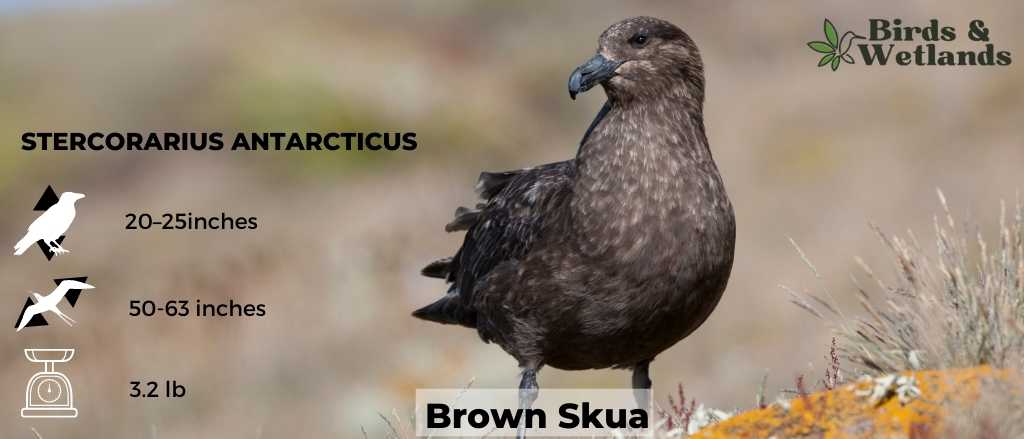 Ducks with Brown Heads
