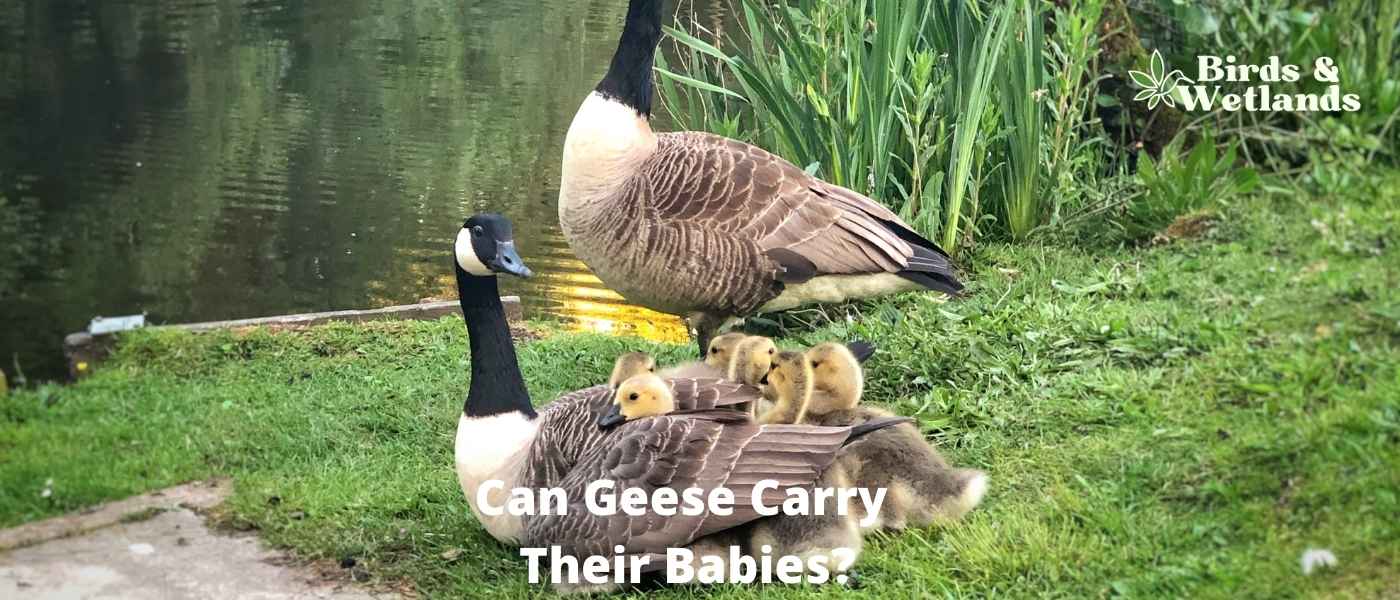 Can Geese Carry Their Babies? Yes, on Their Backs