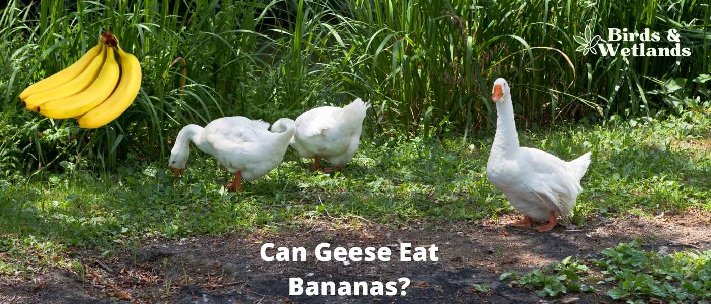 Can Geese Eat Bananas? Yes, Peeled and Ripe
