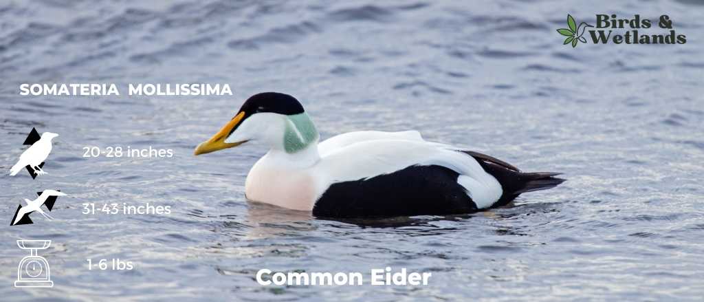 Common Eider