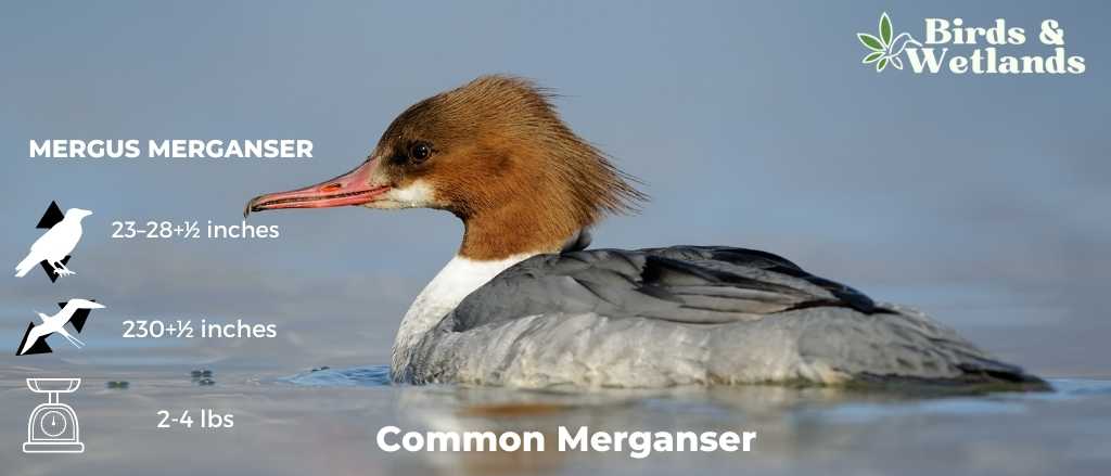 Common Merganser (Mergus merganser)