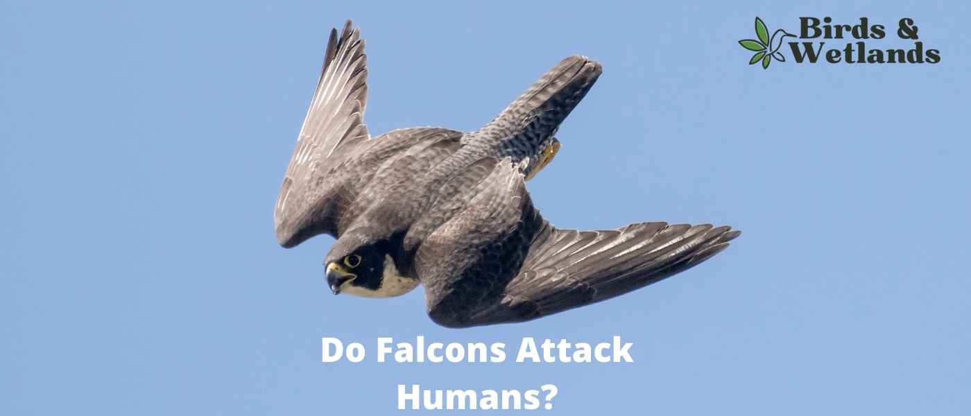 Do Falcons Attack Humans? How Dangerous They Are