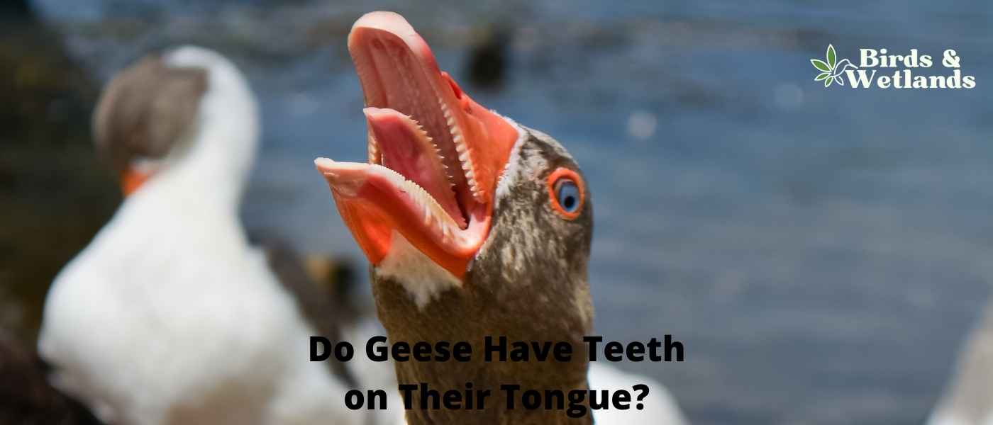 Do Ducks Have Gizzards?