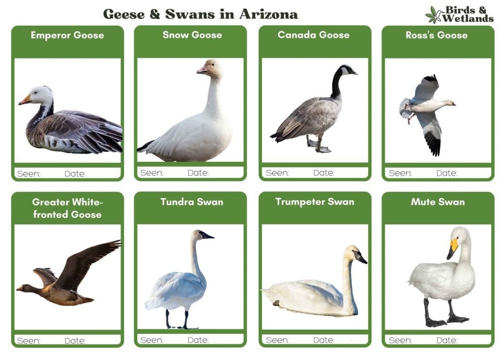 Geese and swans in Arizona ID sheet
