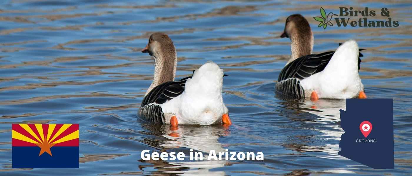 Geese in Arizona (Full Guide & ID Chart)