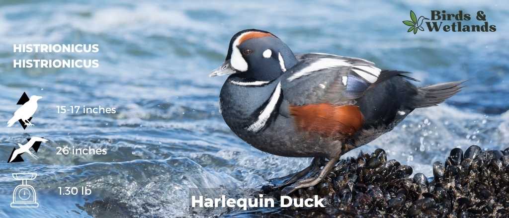 Harlequin Duck (Histrionicus histrionicus)