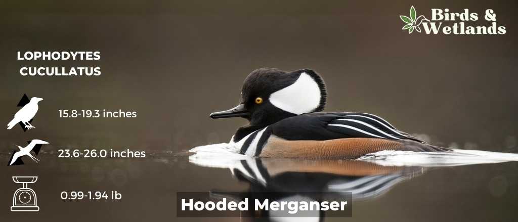 Hooded Merganser (Lophodytes cucullatus)