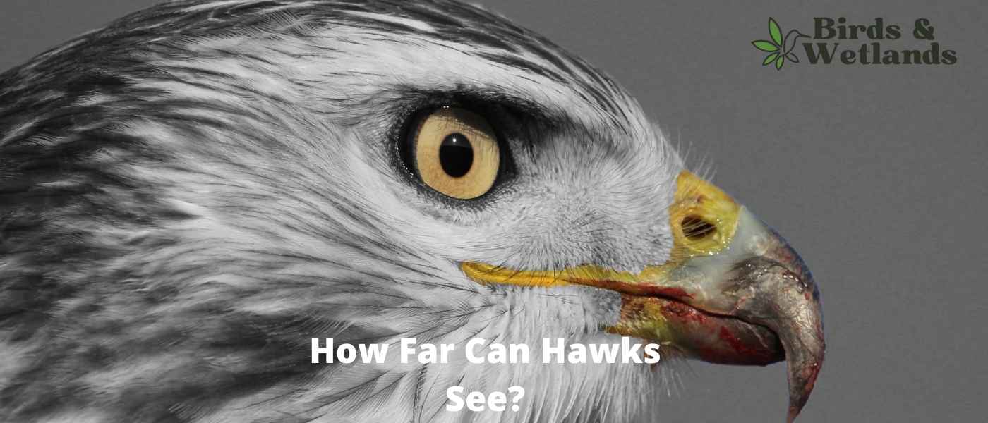How Far Can Hawks See?