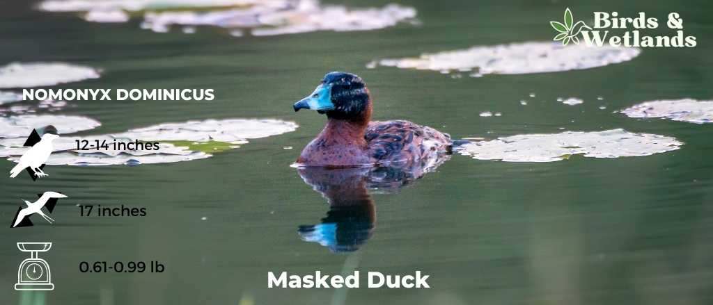 Masked Duck (Nomonyx dominicus)