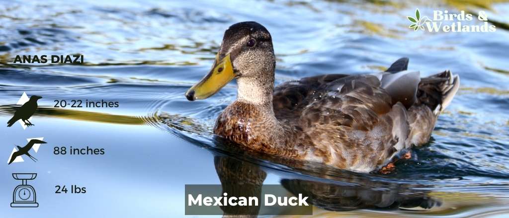 Mexican Duck (Anas diazi)