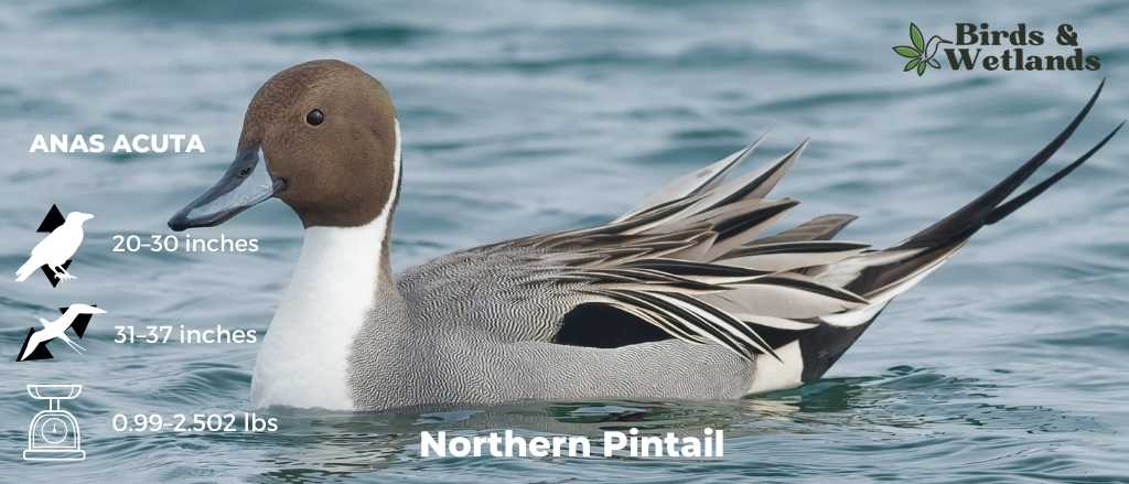 Northern Pintail (Anas acuta)