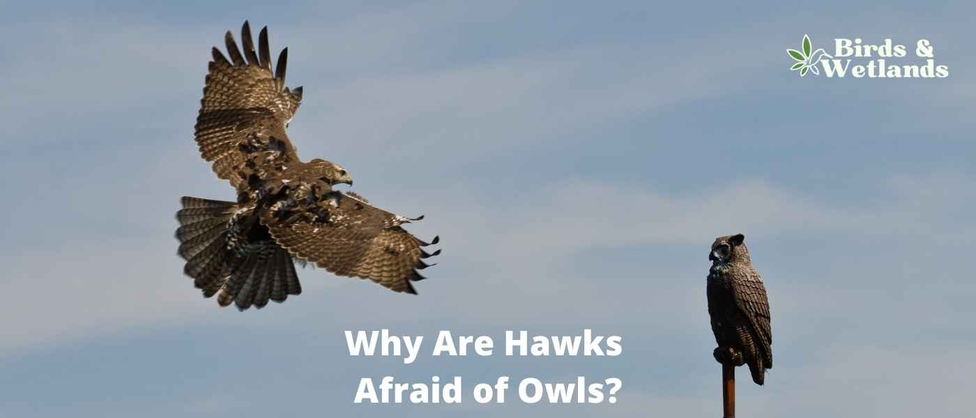 Why Are Hawks Afraid of Owls?