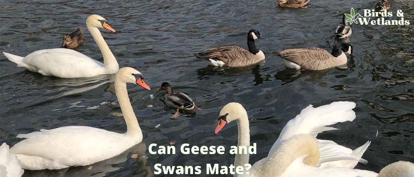 Do Swans Really Sing When They Die? The Swan Song
