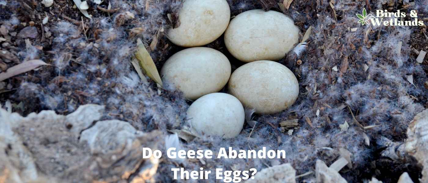 Do Geese Abandon Their Eggs? What Nesting Geese Do