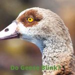 Do Owls Blink? How Owl Eyes Work