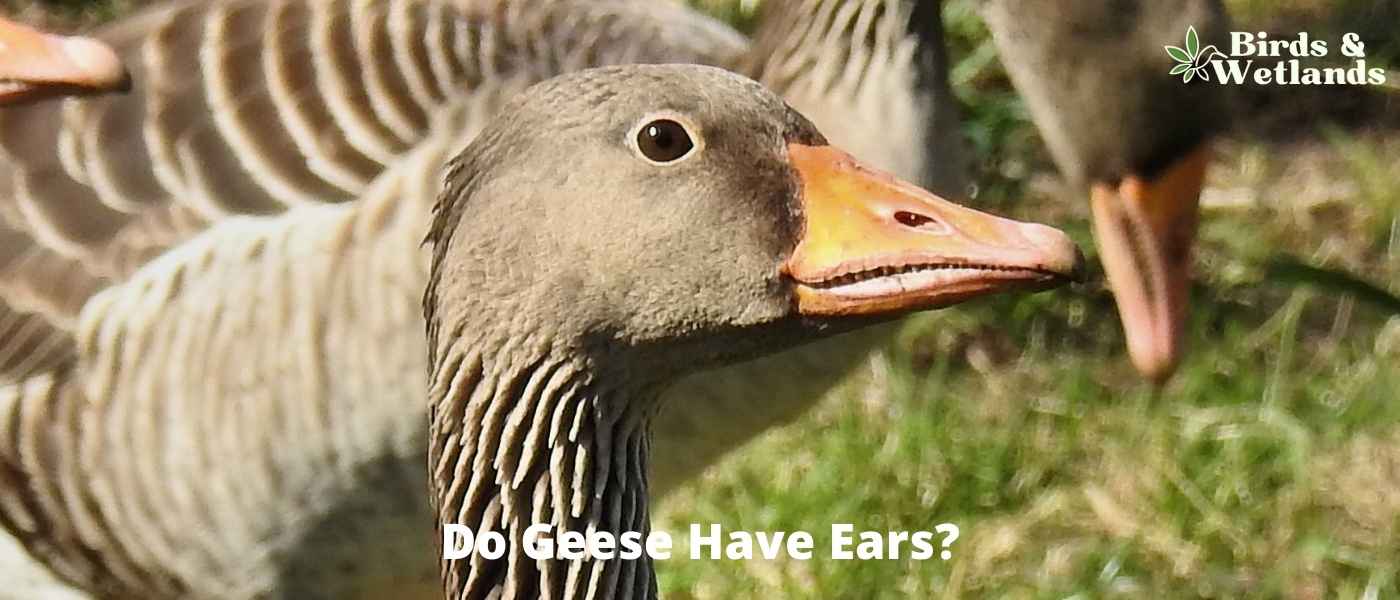 Do Geese Have Ears? How Geese Hear