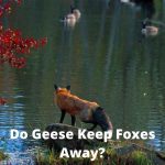 Do Geese Keep Foxes Away? Goose Predators Explained