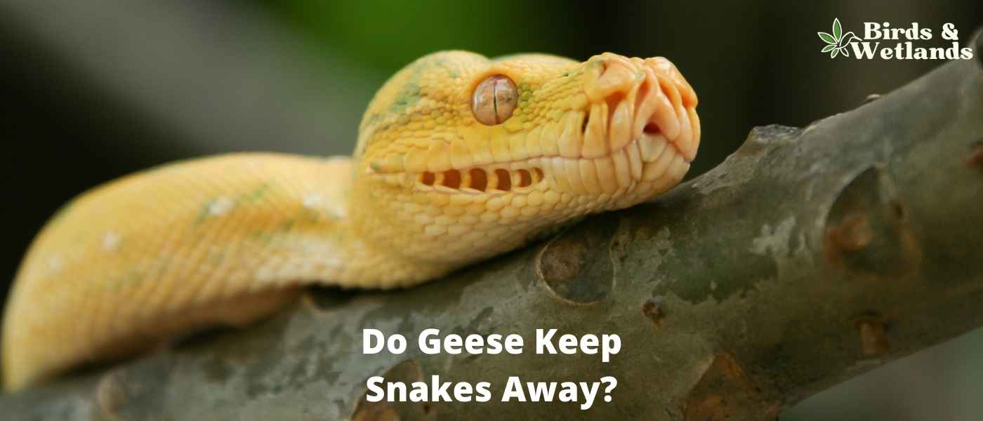 Do Geese Eat Snakes? Yes, Smaller Ones