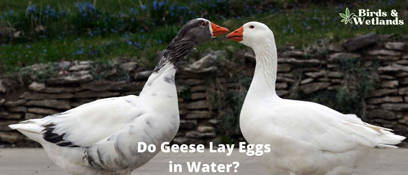 21 Water Birds in Arizona and Where to See Them