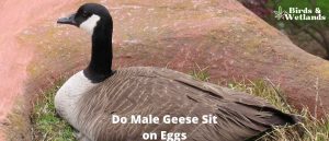 Do Male Geese Sit on Eggs? The Gander's Role