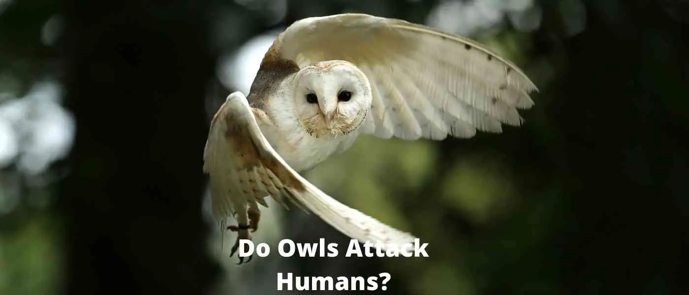 Barn Owls: Habits and Identification