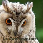 Do Owls Have Ears?