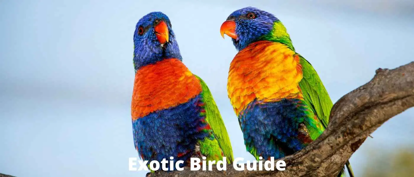 Where to Hang a Suet Feeder for Optimal Bird Watching
