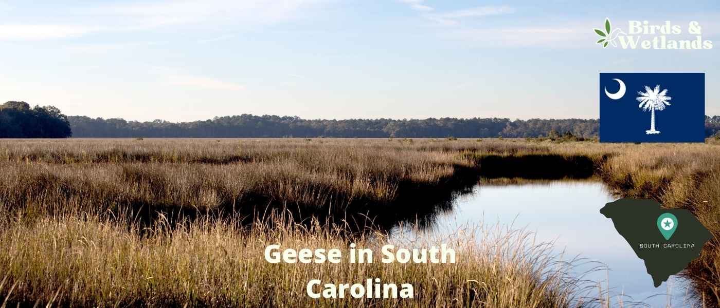 Geese in South Carolina: 3 Species to Know