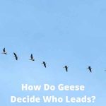 How Do Geese Decide Who Leads?