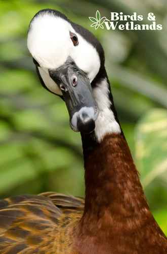 Plants Poisonous to Ducks