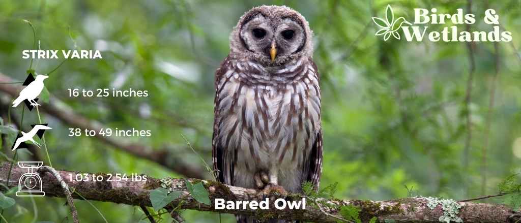 How To Build A Barred Owl Nesting Box