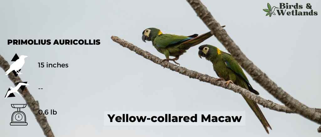14 Blue Birds in Mississippi