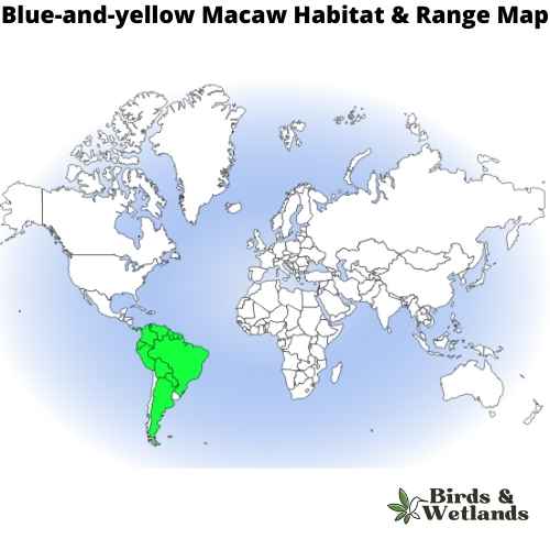 11 Blue Birds in Washington