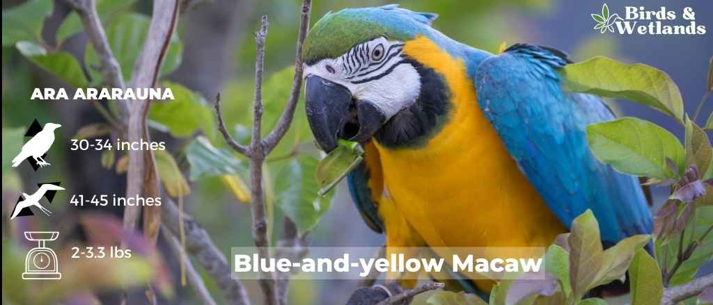 15 Blue Birds in Oklahoma