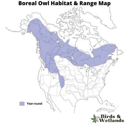 Owl Beak: Anatomy and How Owls Use It