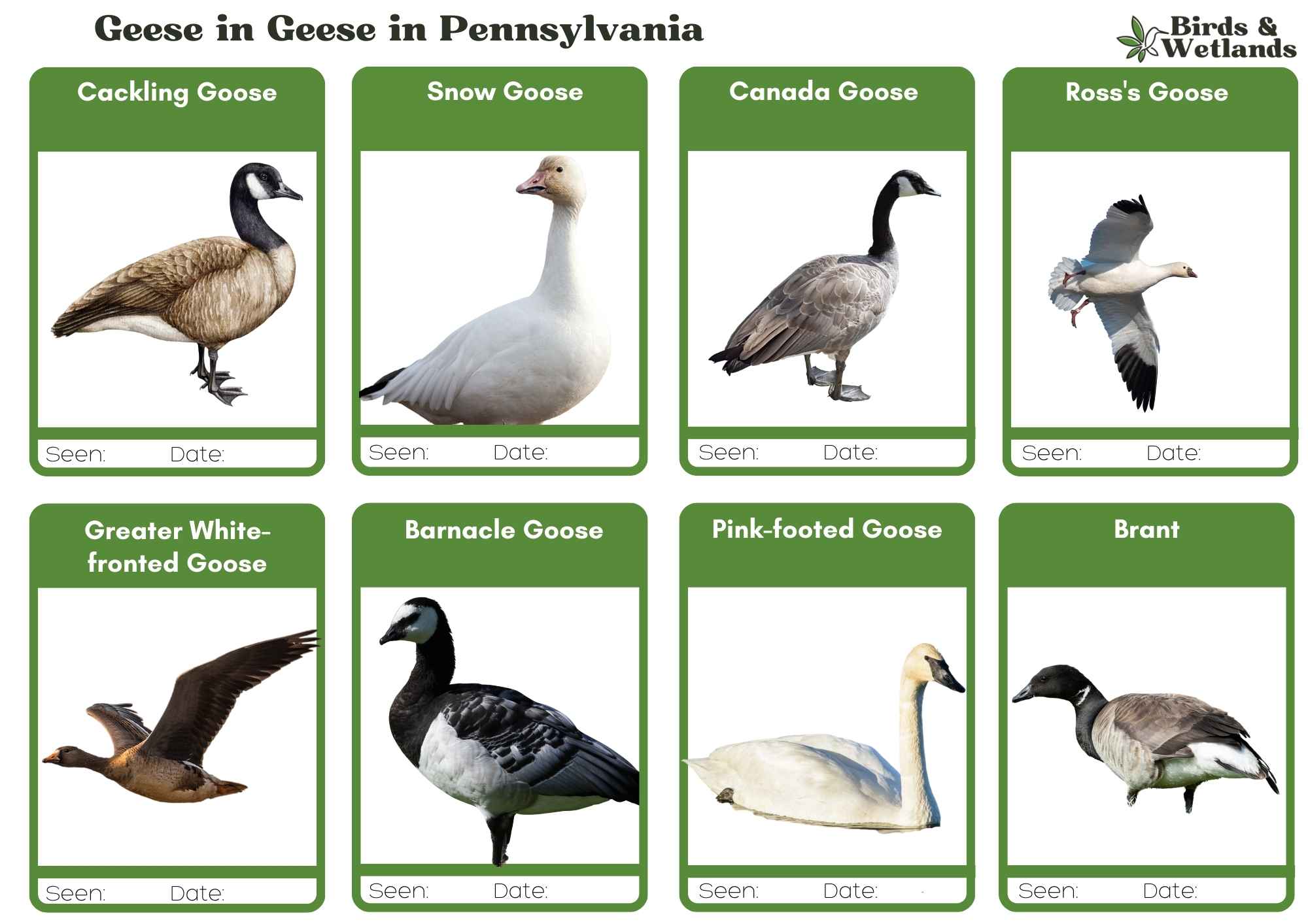 Geese in Pennsylvania (8 Species + ID Chart)