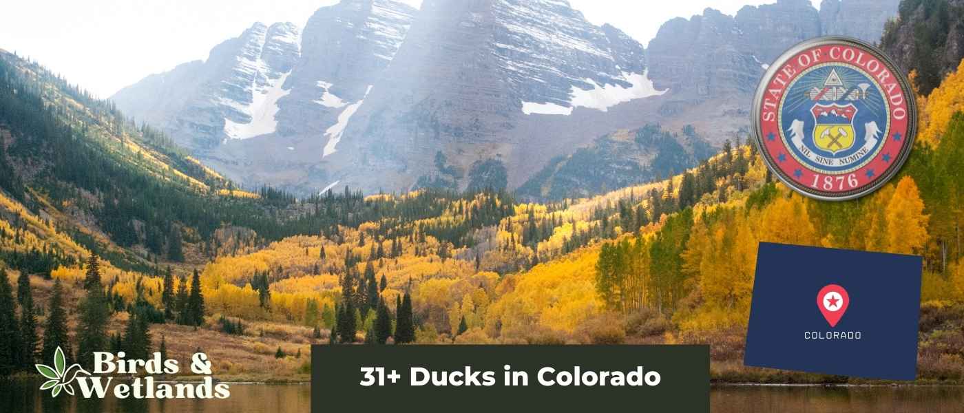 Geese in Colorado (6 Species + Guide)