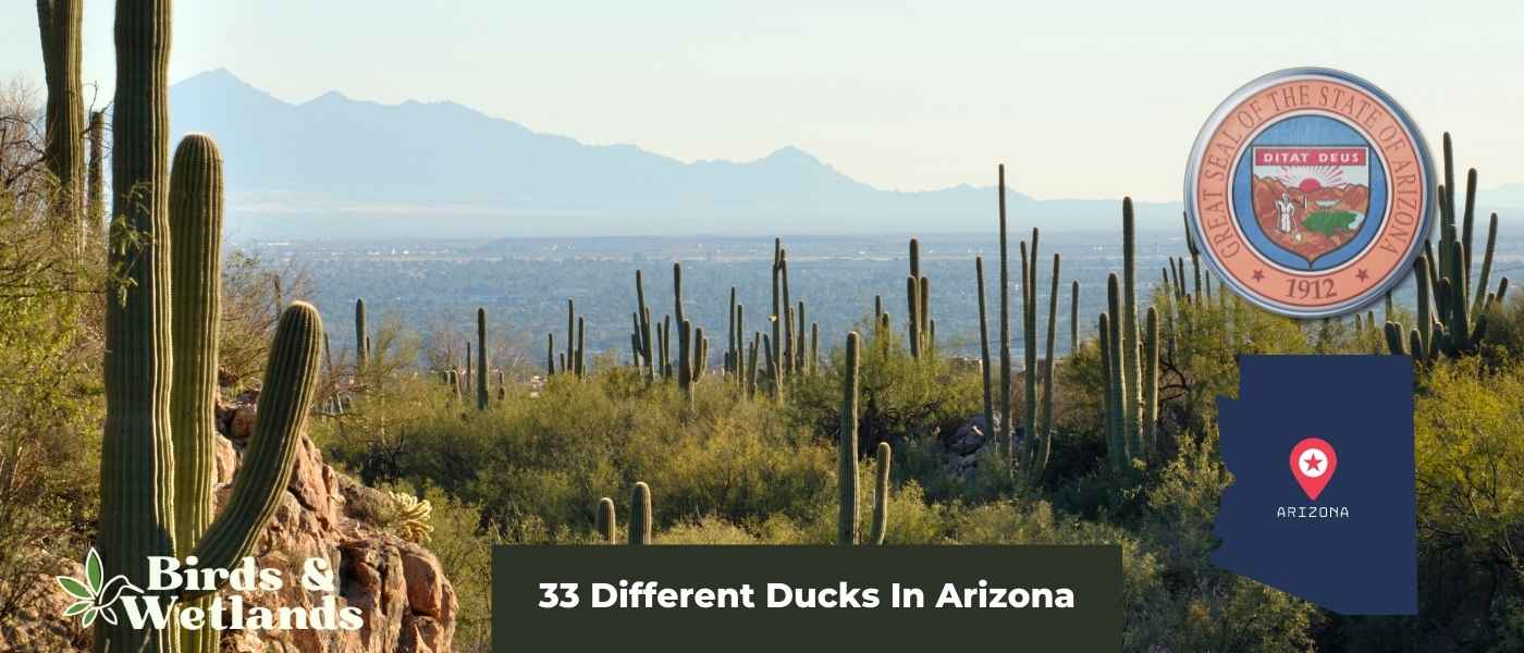 31 Types of Ducks in Wyoming