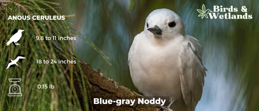 13 Blue Birds in Wyoming