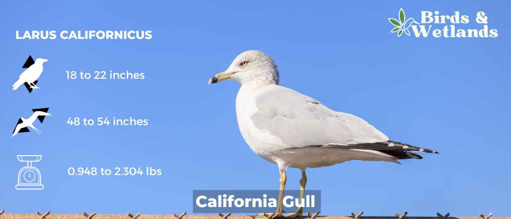 Migratory Birds In California