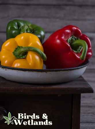 Can Ducks Eat Peppers? Yes, Bell Not Spicy