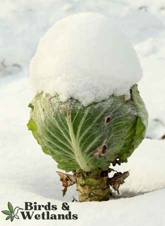 Can Geese Eat Cabbage? Yes, Raw or Chopped