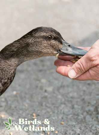What Seeds Can Ducks Eat? (And Which to Avoid)