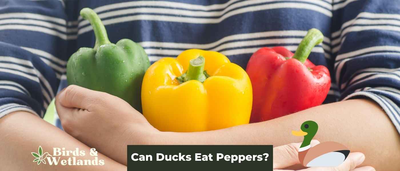Can Ducks Eat Fruit? Yes, in Moderation