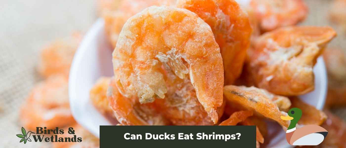 Do Ducks Eat Grasshoppers? Yes, and Other Insects
